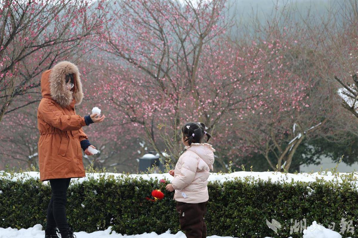三峡植物园红梅傲雪绽放