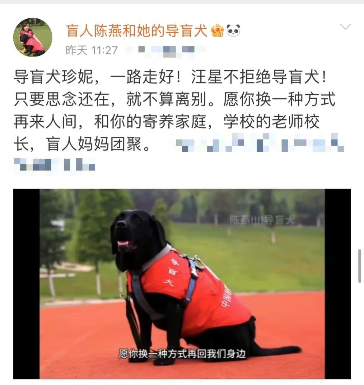 导盲犬珍妮,一路走好!-荆楚网-湖北日报网