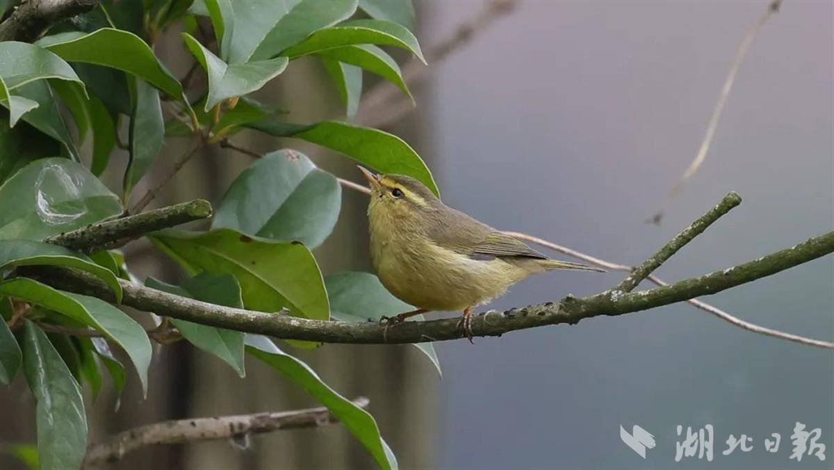 武汉第462个鸟类新记录华科大校园内发现华西柳莺