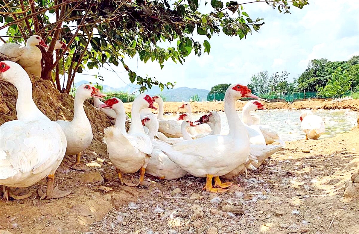 阳新县冬日里最受欢迎的美味屯鸟汤被名字耽误的独特美食