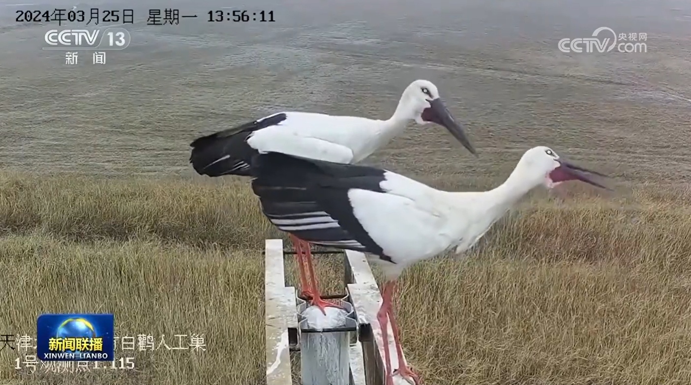 候鸟迁徙进入高峰期科技助力保护研究