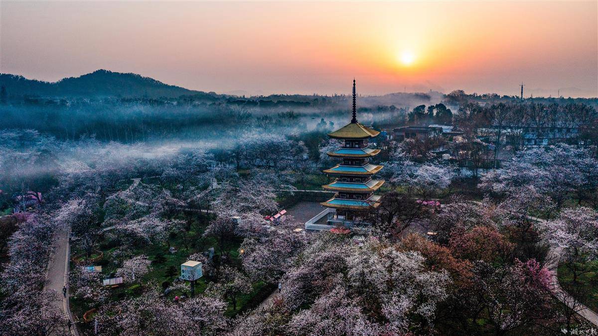 东湖樱园映朝霞