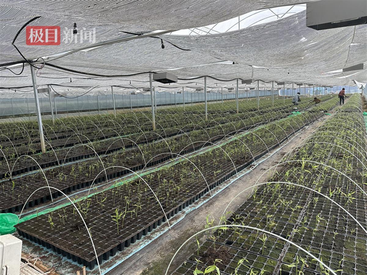 6月中旬到11月可收获,一亩地产生姜2000公斤以上,亩产值1万元左右