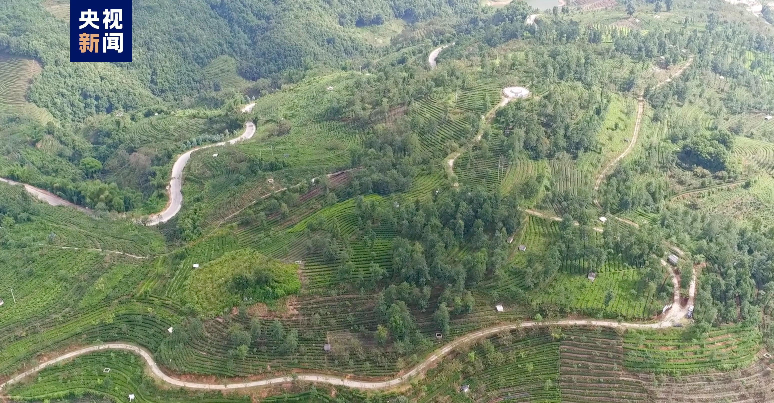 云南昌宁春茶进入采摘期产销两旺带动茶农增收致富