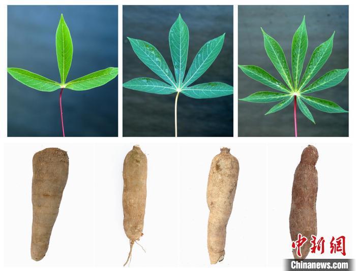 营养、风味双提升 研究揭示木薯叶在功能食品领域的潜力-荆楚网-湖北日报网