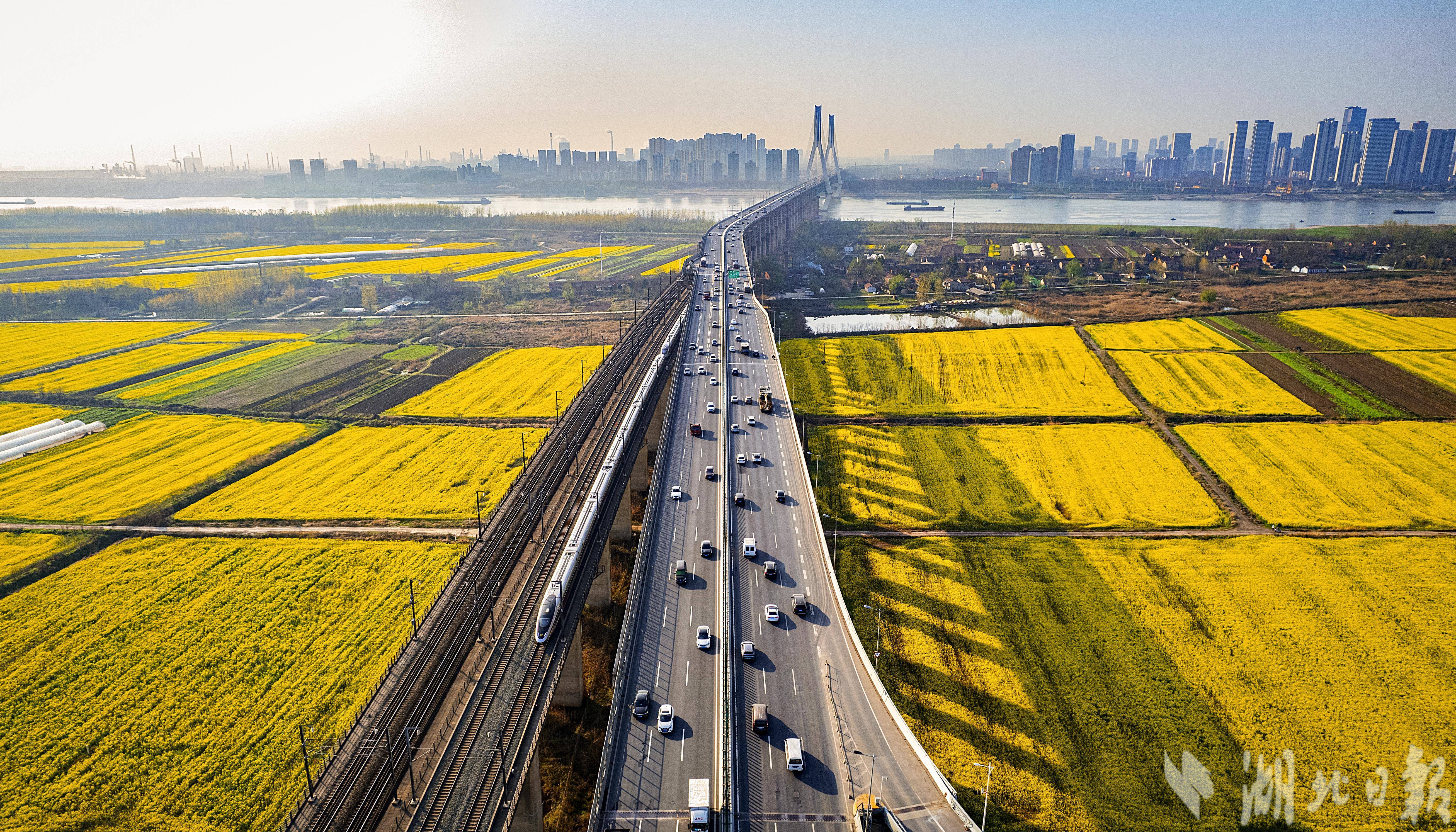 开往春天的列车带你穿过天兴洲5000亩花海