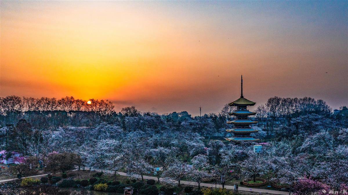 东湖樱园映朝霞