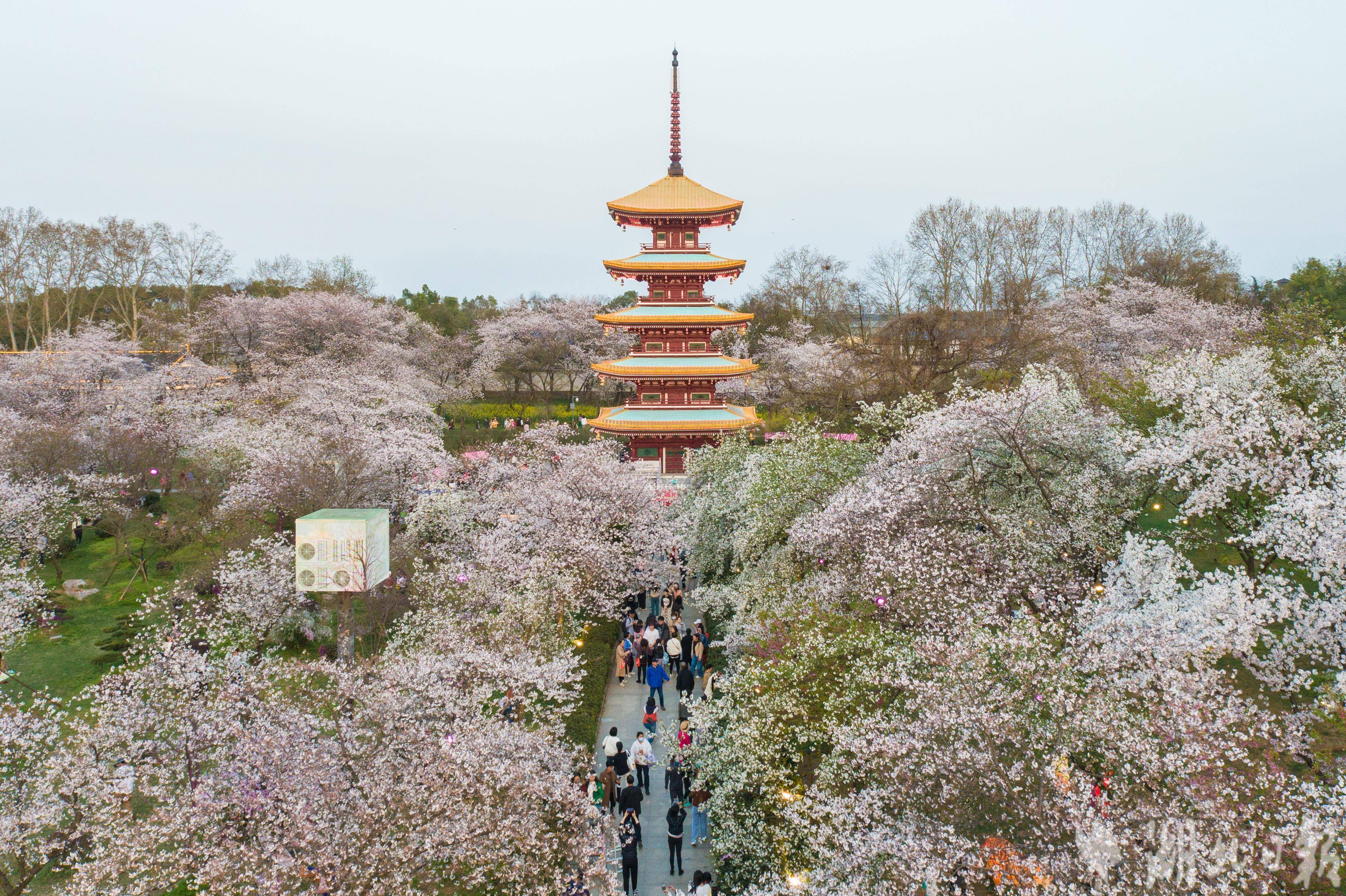 从3月初开始,东湖樱花园迎来赏樱高峰,除了吸引武汉本地的游客之外