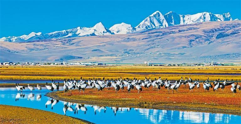 南木加摄(中经视觉)日喀则市拉孜县扎西宗乡沙棘林中的黑颈鹤一家.