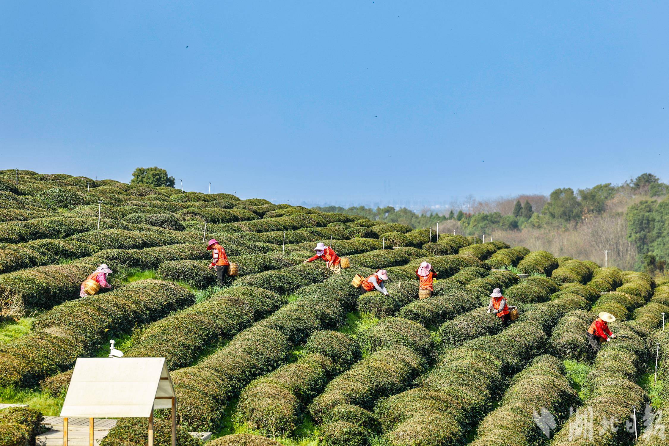 武汉东西湖柏泉茶园春茶开采