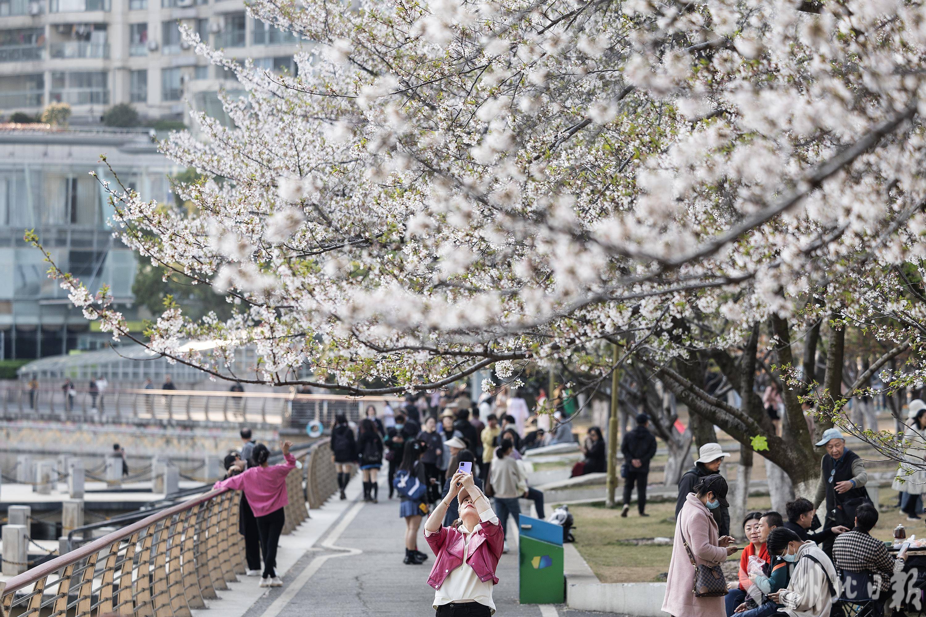 武汉西北湖樱花绽放,市民享受惬意春光