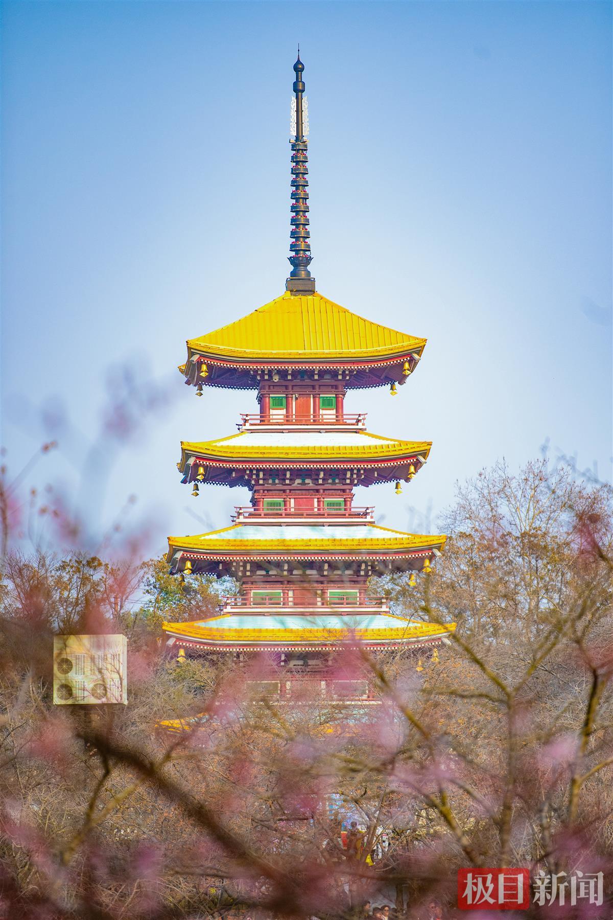 相约春天赏樱花直冲21泰国人都来东湖赏樱花啦