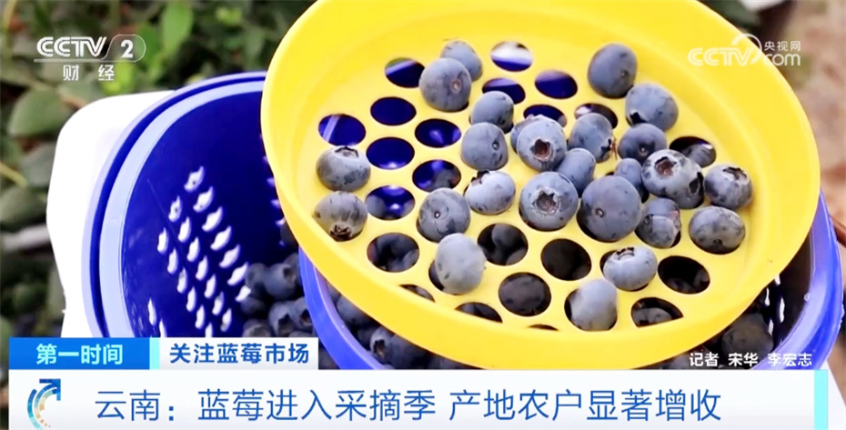 小蓝莓结出致富果农户钱袋子鼓起来迎来莓好生活