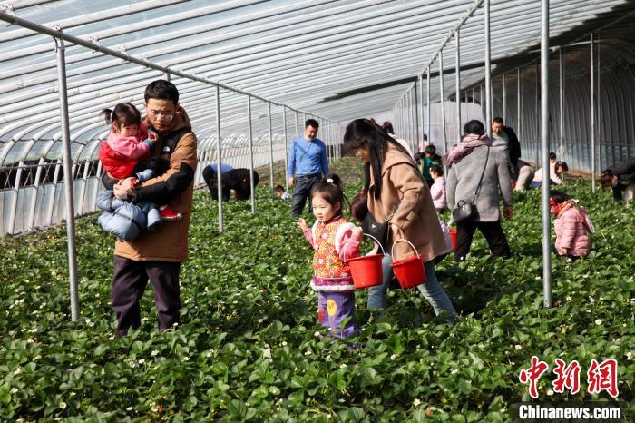 莒南县大店镇的绪国果蔬种植合作社里,前来采摘草莓的游客络绎不绝.