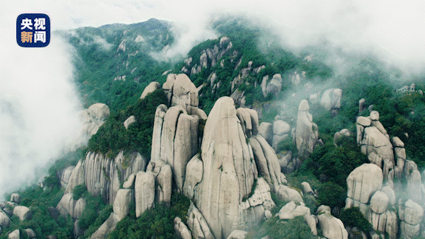 喝春茶走一起到福鼎开茶去