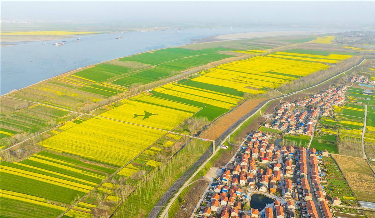 3月19日,鄂州华容区段店镇江滩边万余亩油菜花盛放.