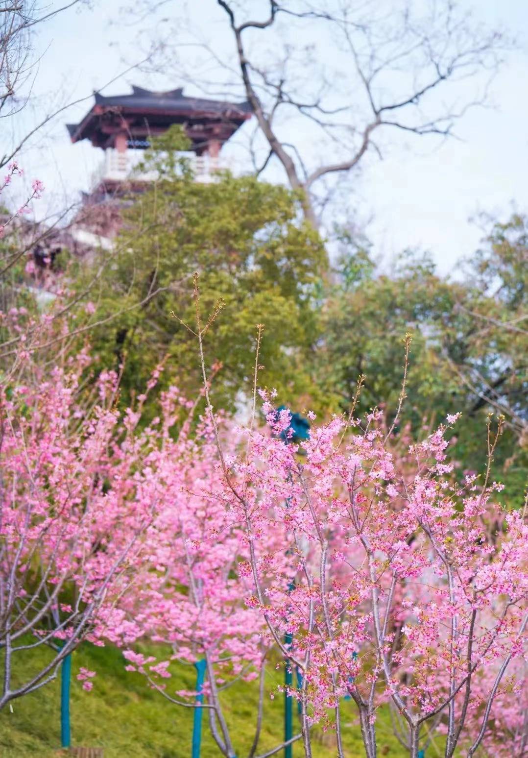 樱你而来看武汉如何把一朵花玩出新花样