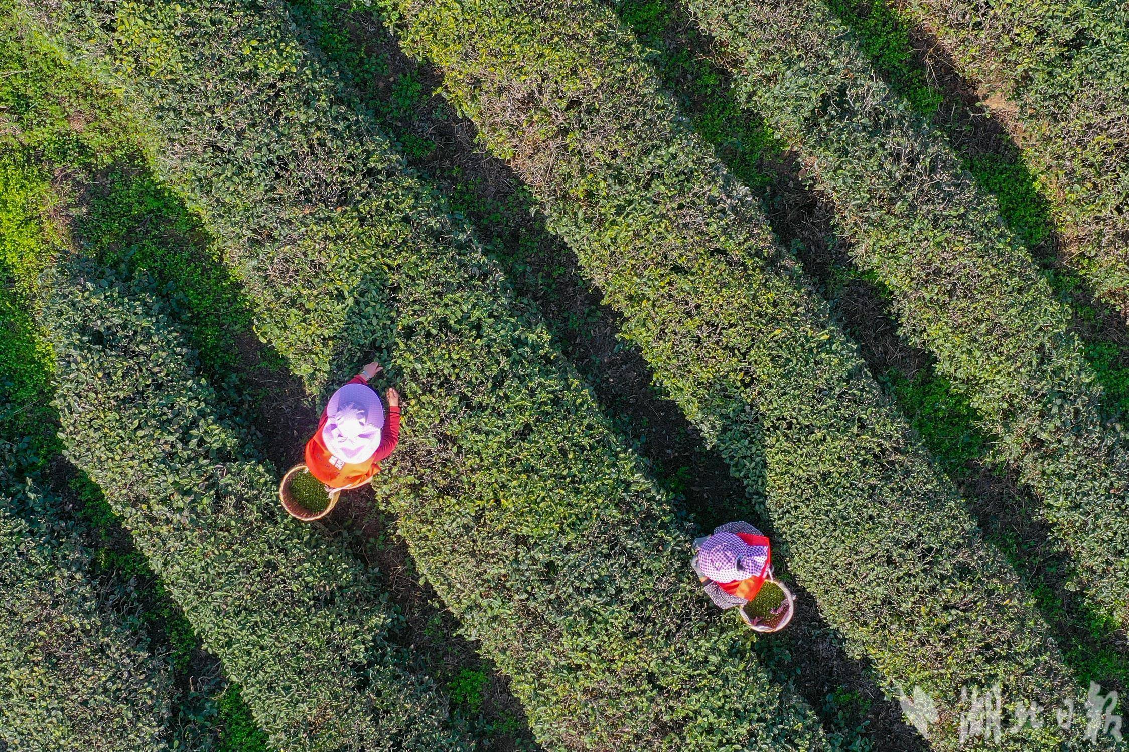 武汉东西湖柏泉茶园春茶开采