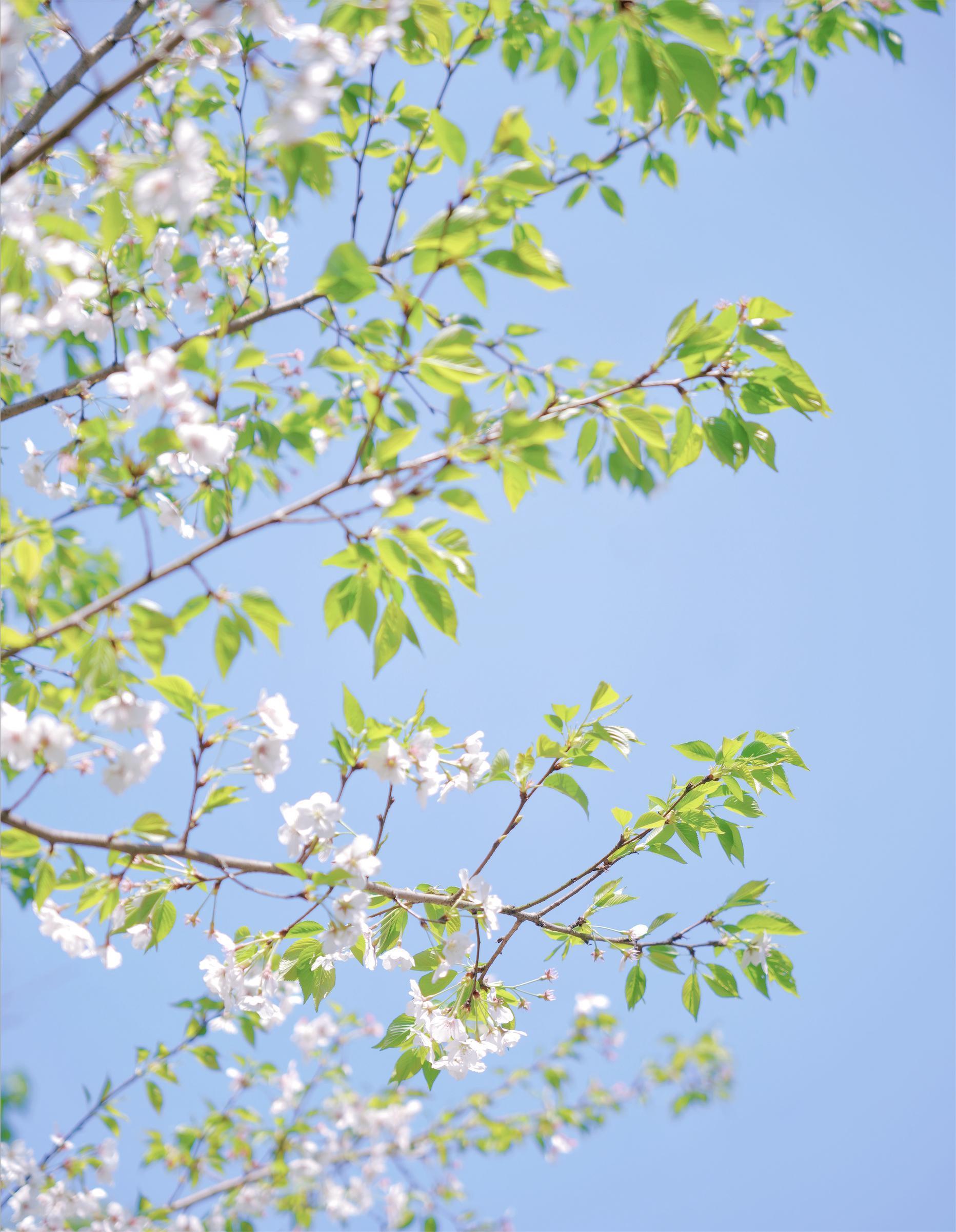 分享随手拍到的好春光手机相册里全是花