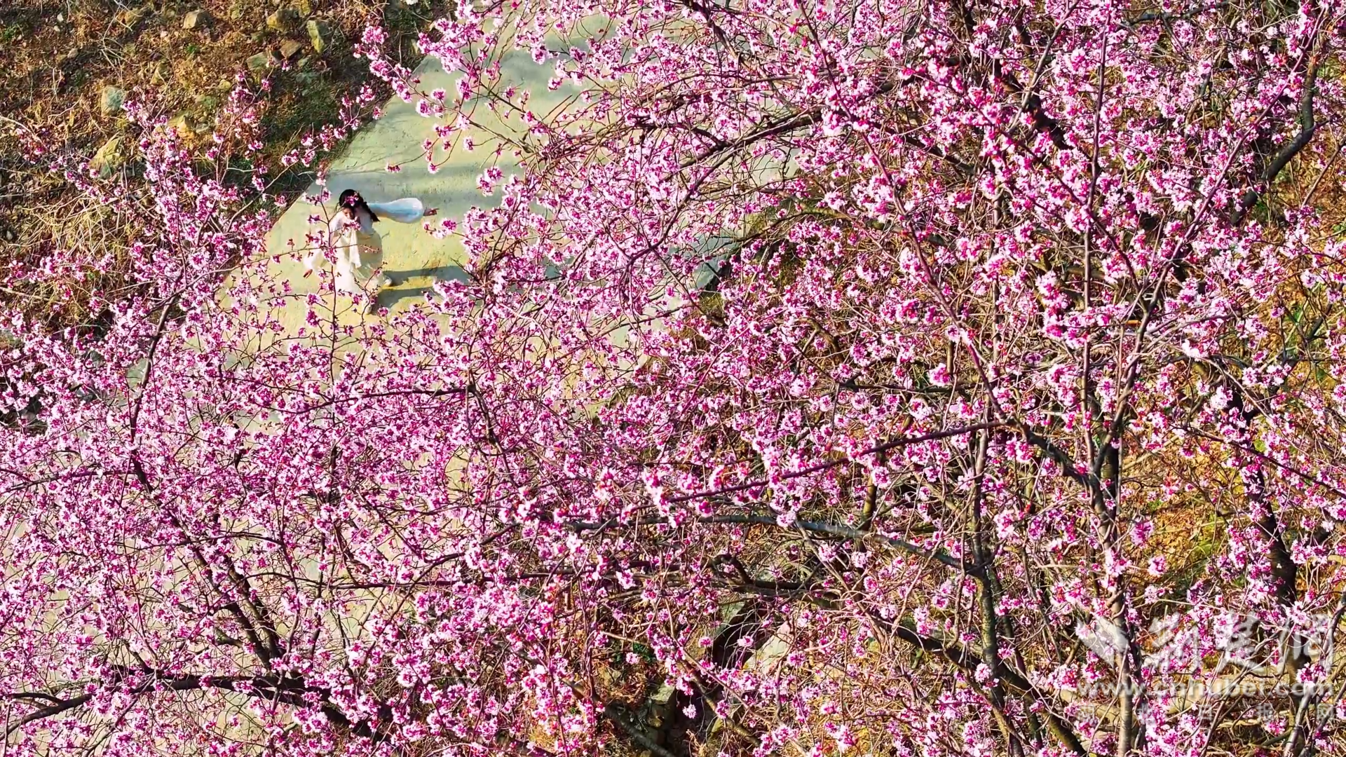 大悟野樱花图片