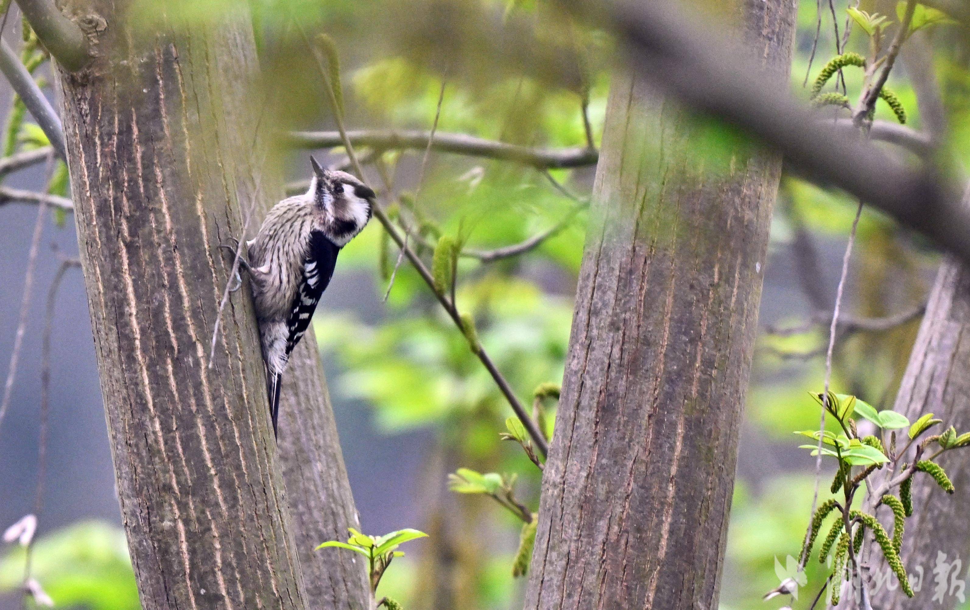 星头啄木鸟现身宜昌长江岸边-荆楚网-湖北日报网