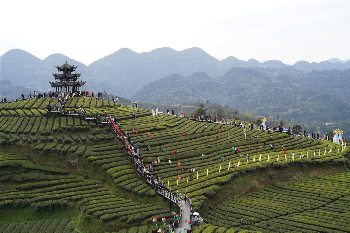 梅州茶园旅游区图片