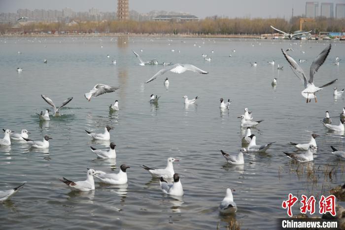 迁徙候鸟做客宁夏银川 市民热情"打卡"互动