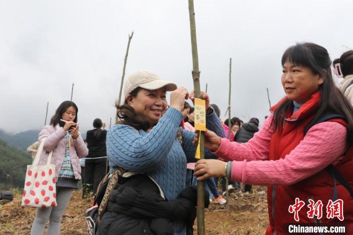 100多棵香樟树苗和红叶石楠树苗,迎着和煦的春风昂然挺立,树枝上挂着