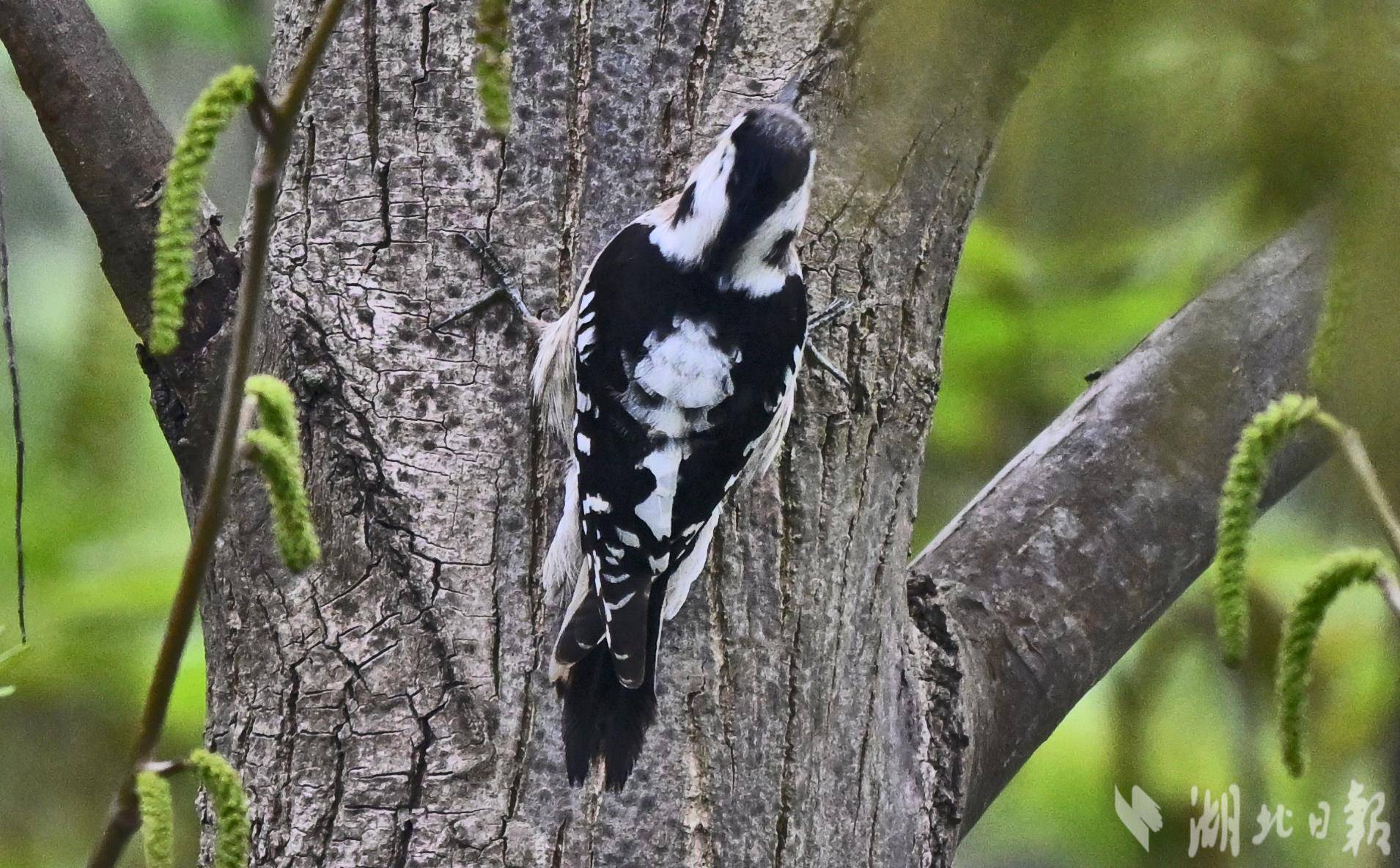星头啄木鸟现身宜昌长江岸边-荆楚网-湖北日报网