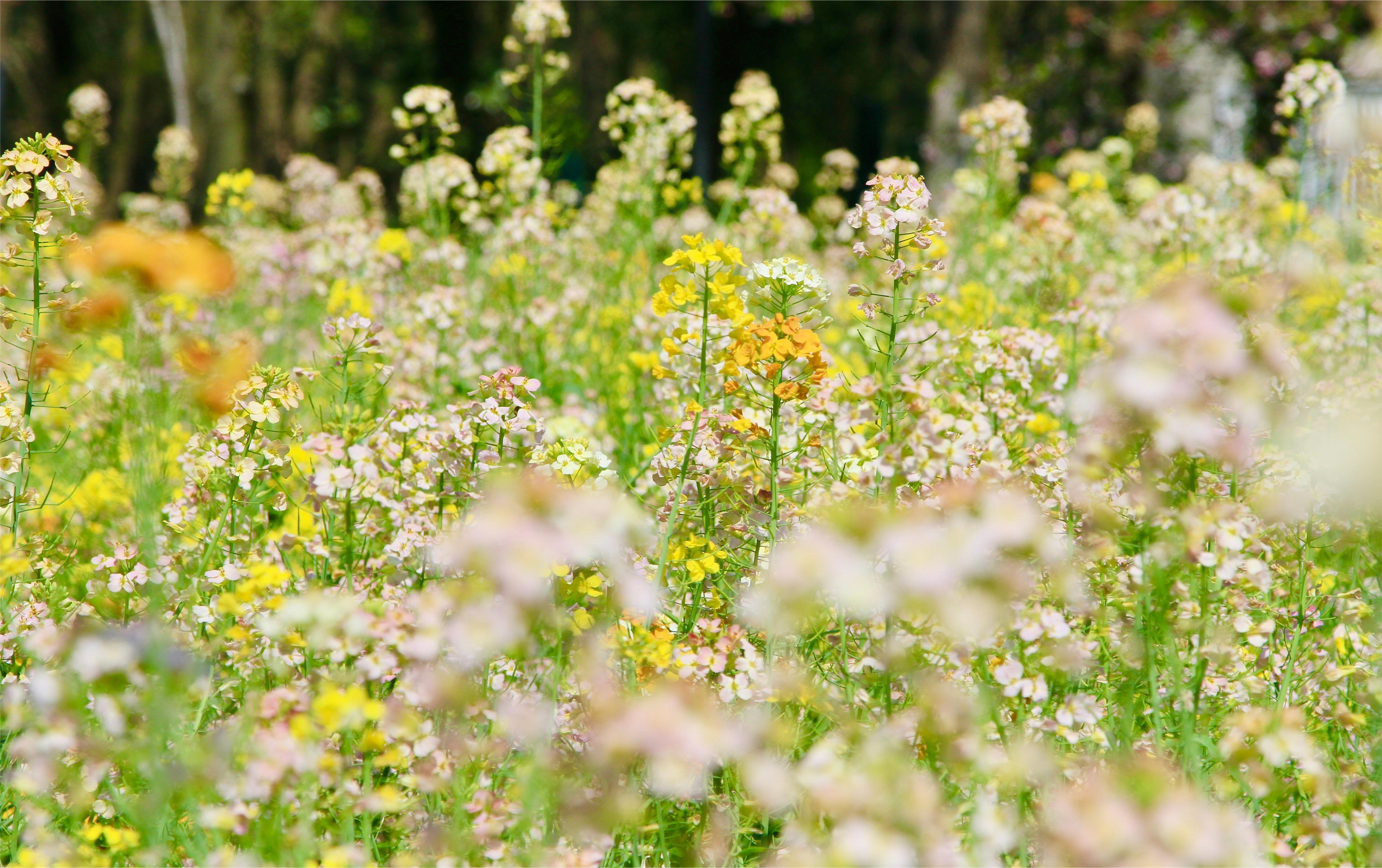 分享随手拍到的好春光手机相册里全是花