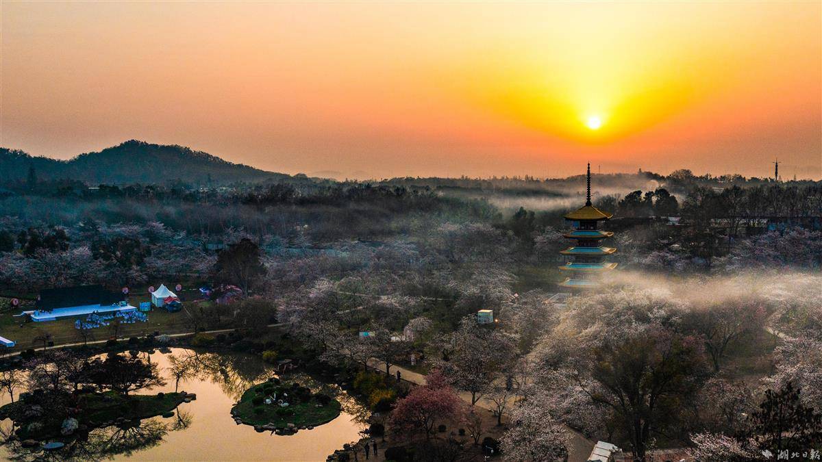 东湖樱园映朝霞