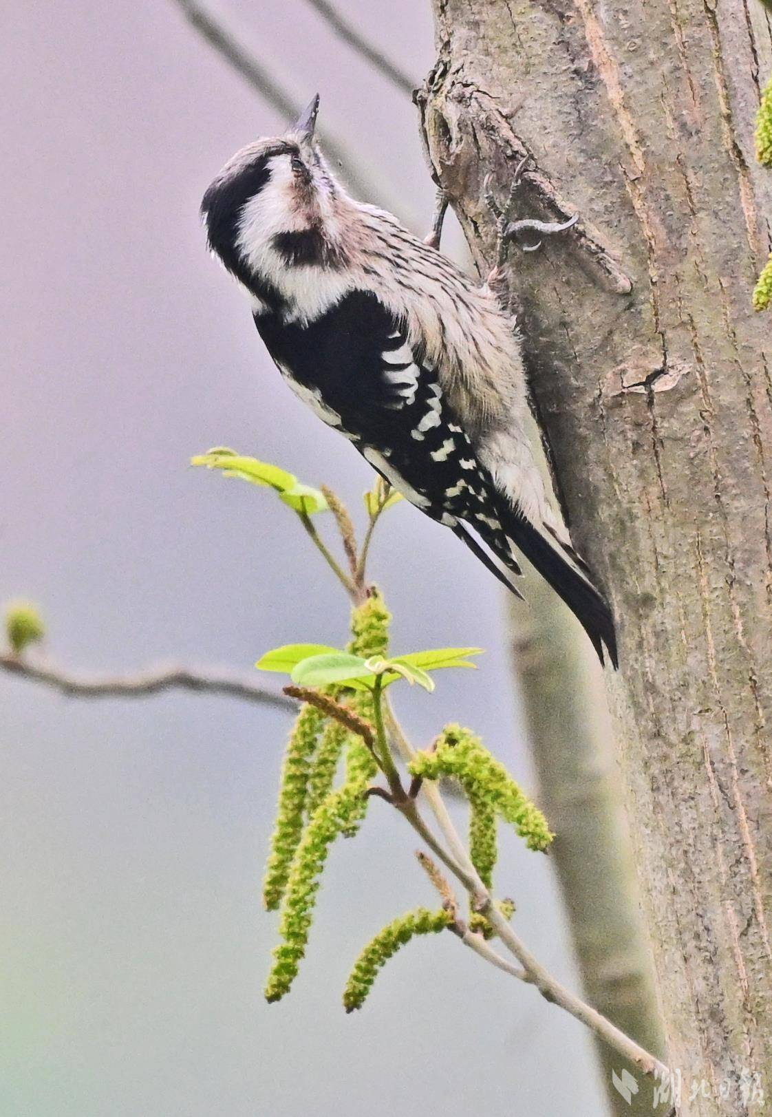 星头啄木鸟现身宜昌长江岸边-荆楚网-湖北日报网