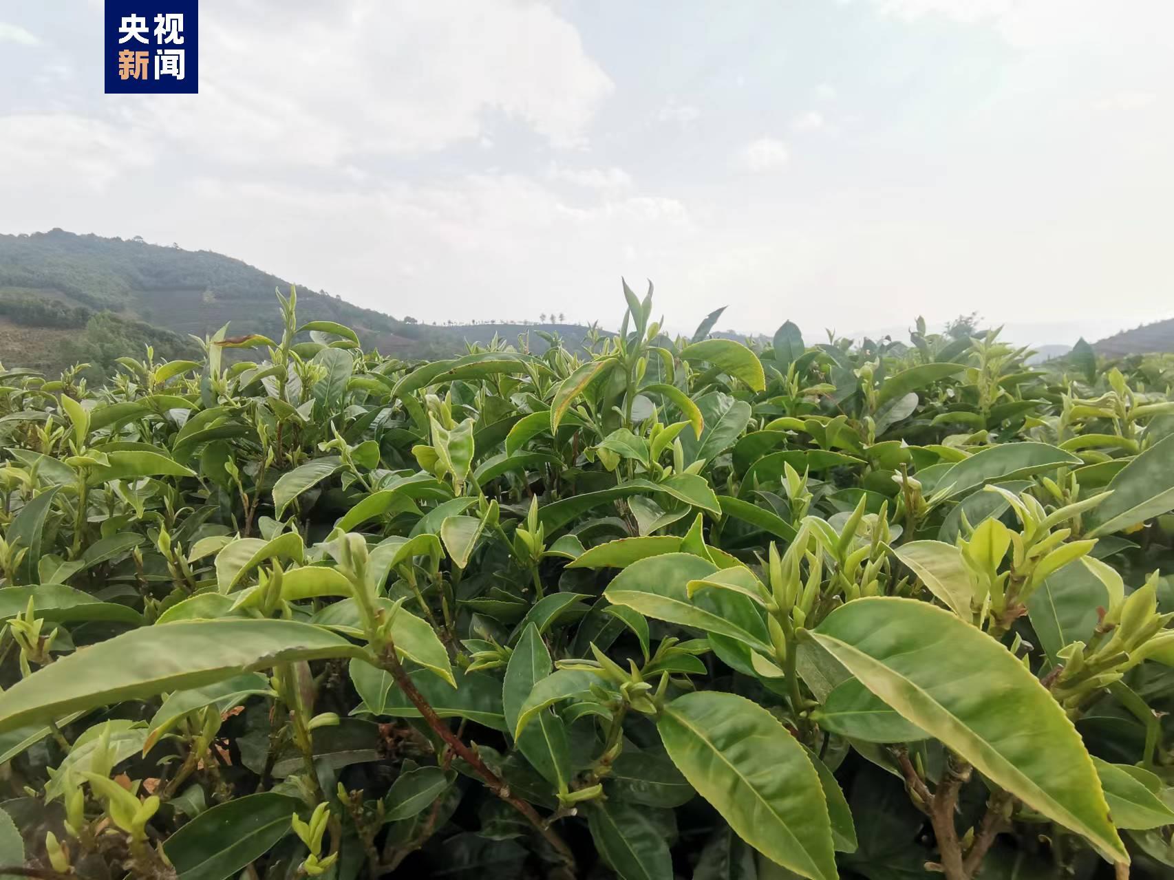 云南昌宁春茶进入采摘期产销两旺带动茶农增收致富