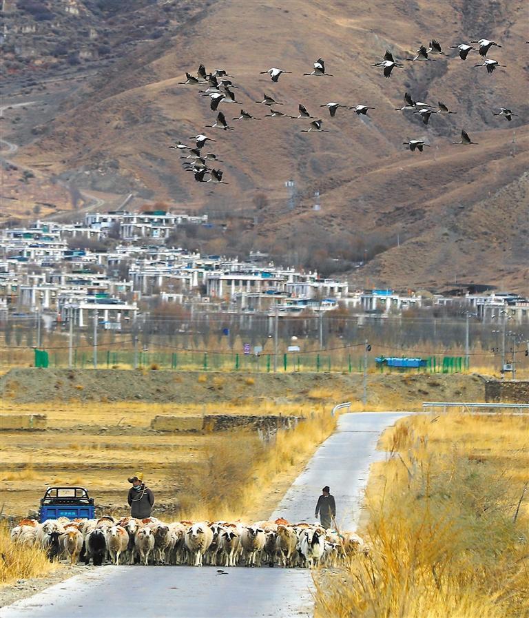 鹤舞雪域-荆楚网-湖北日报网