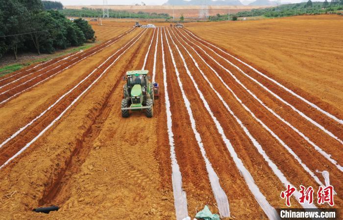 航拍广西南宁市隆安县那桐镇浪湾华侨农场科竹分场甘蔗种植基地.