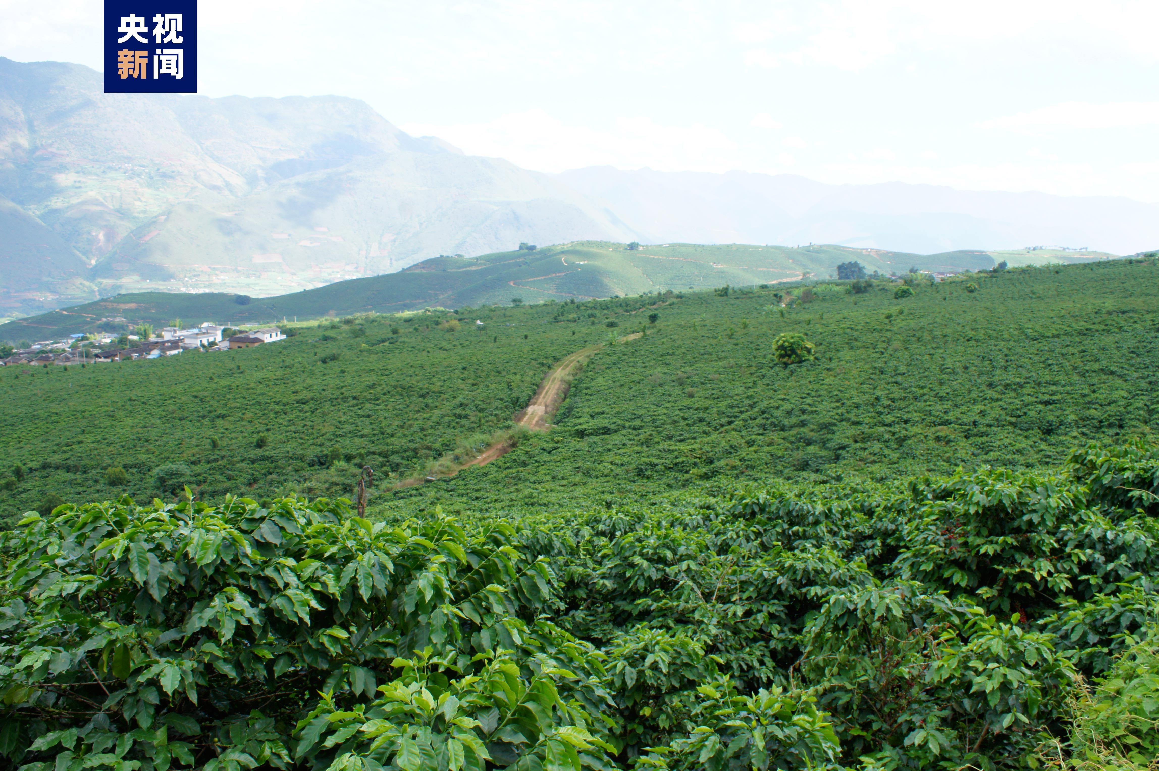 云南:全力推进咖啡精品化道路 首开咖啡本科人才培养