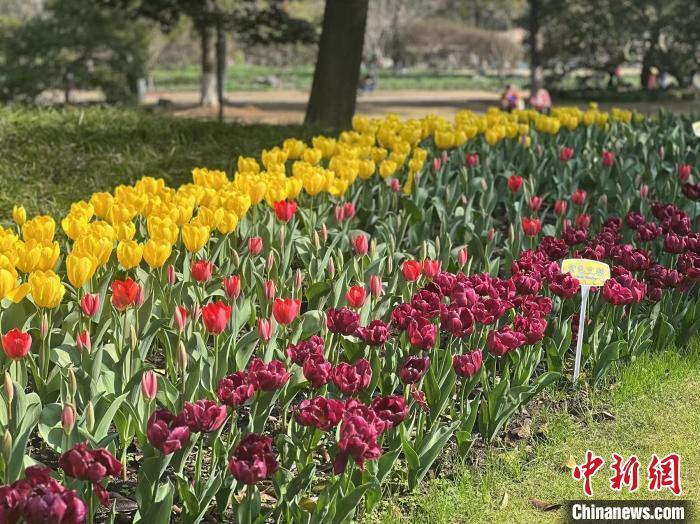 太子湾公园春天图片