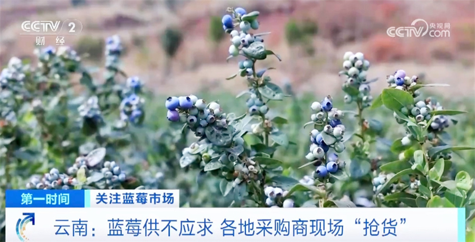 小蓝莓结出致富果农户钱袋子鼓起来迎来莓好生活