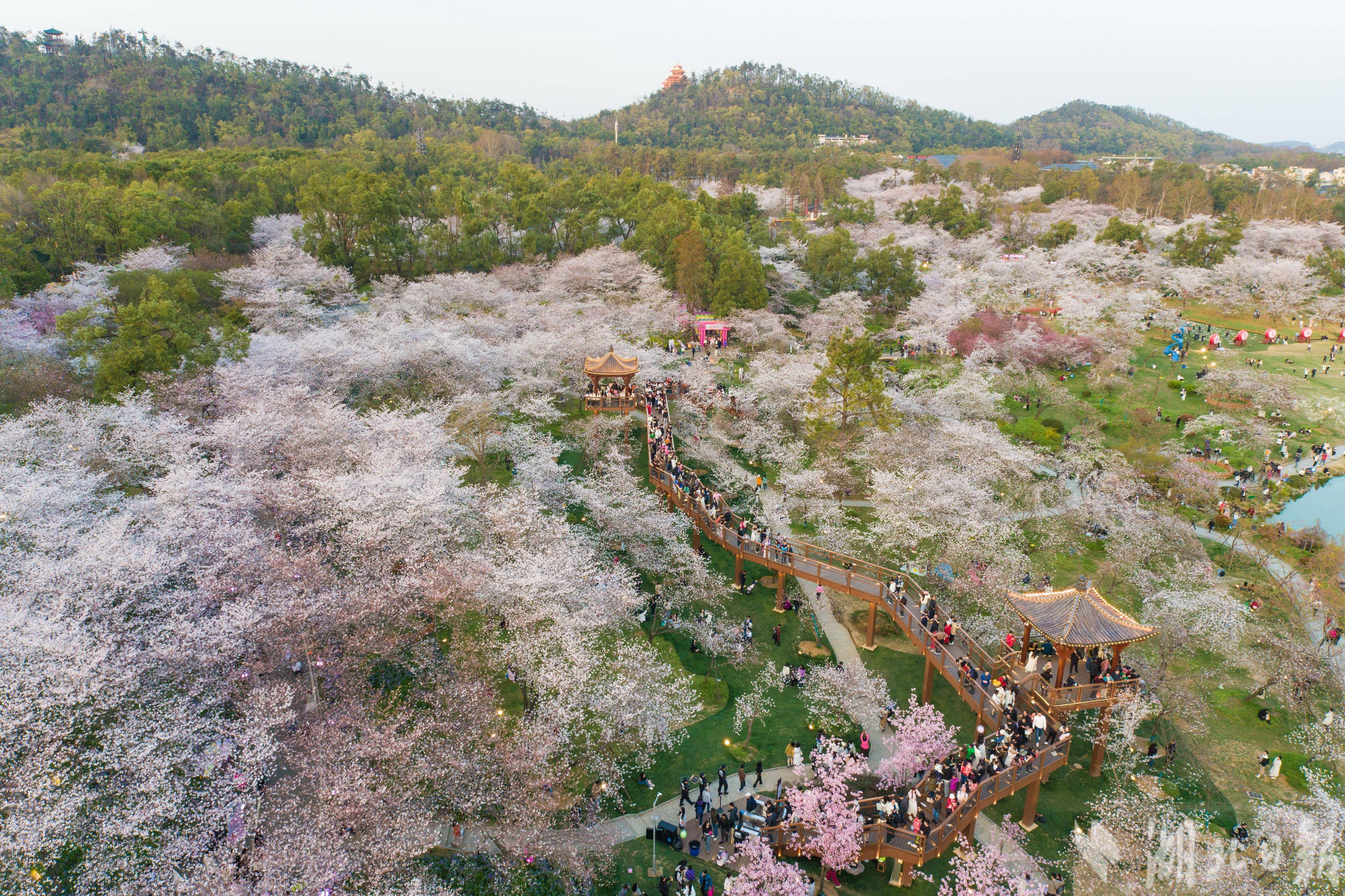 武汉东湖樱花园樱花盛开,风光天成游人如织