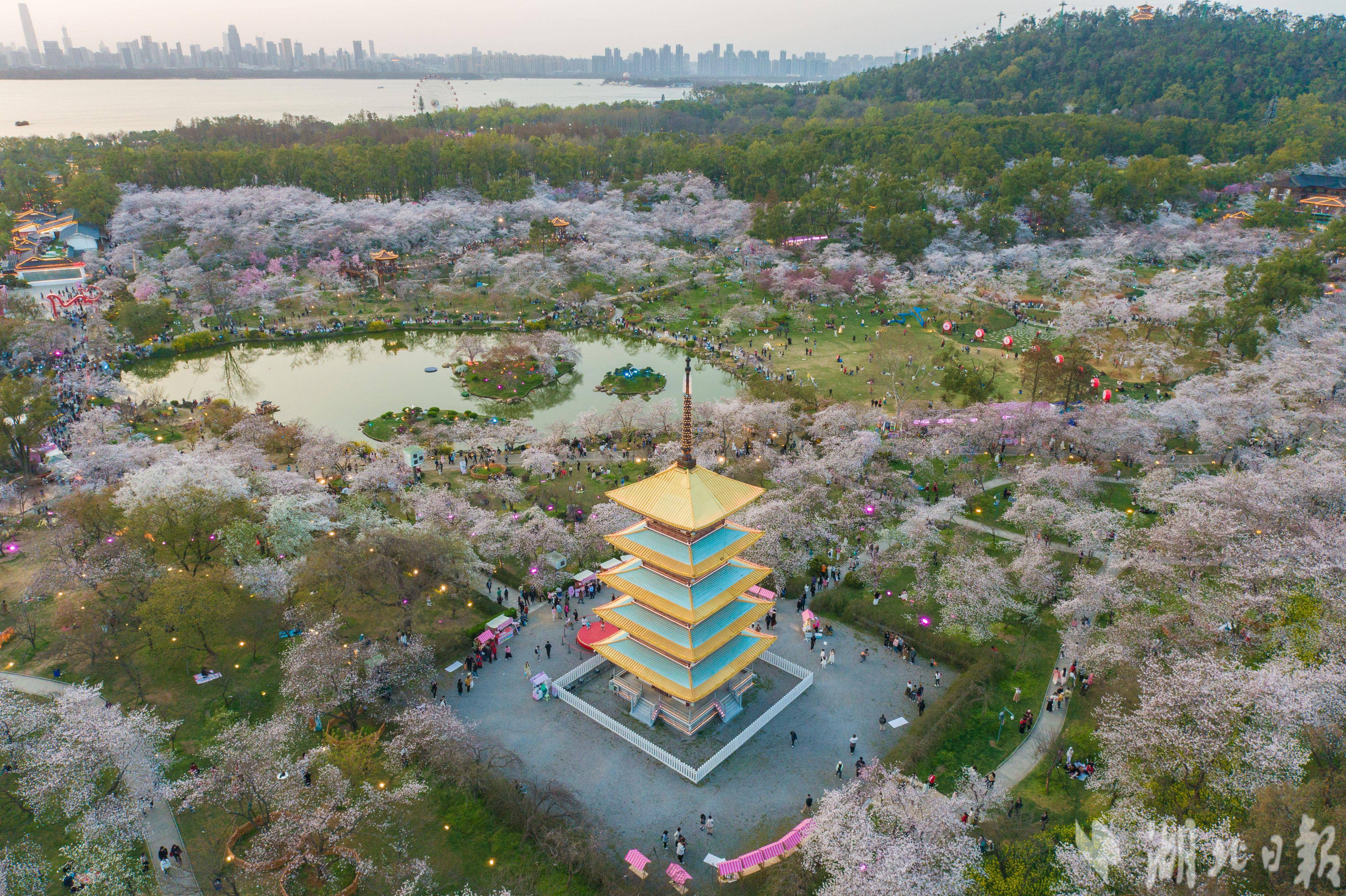武汉东湖樱花园樱花盛开,风光天成游人如织