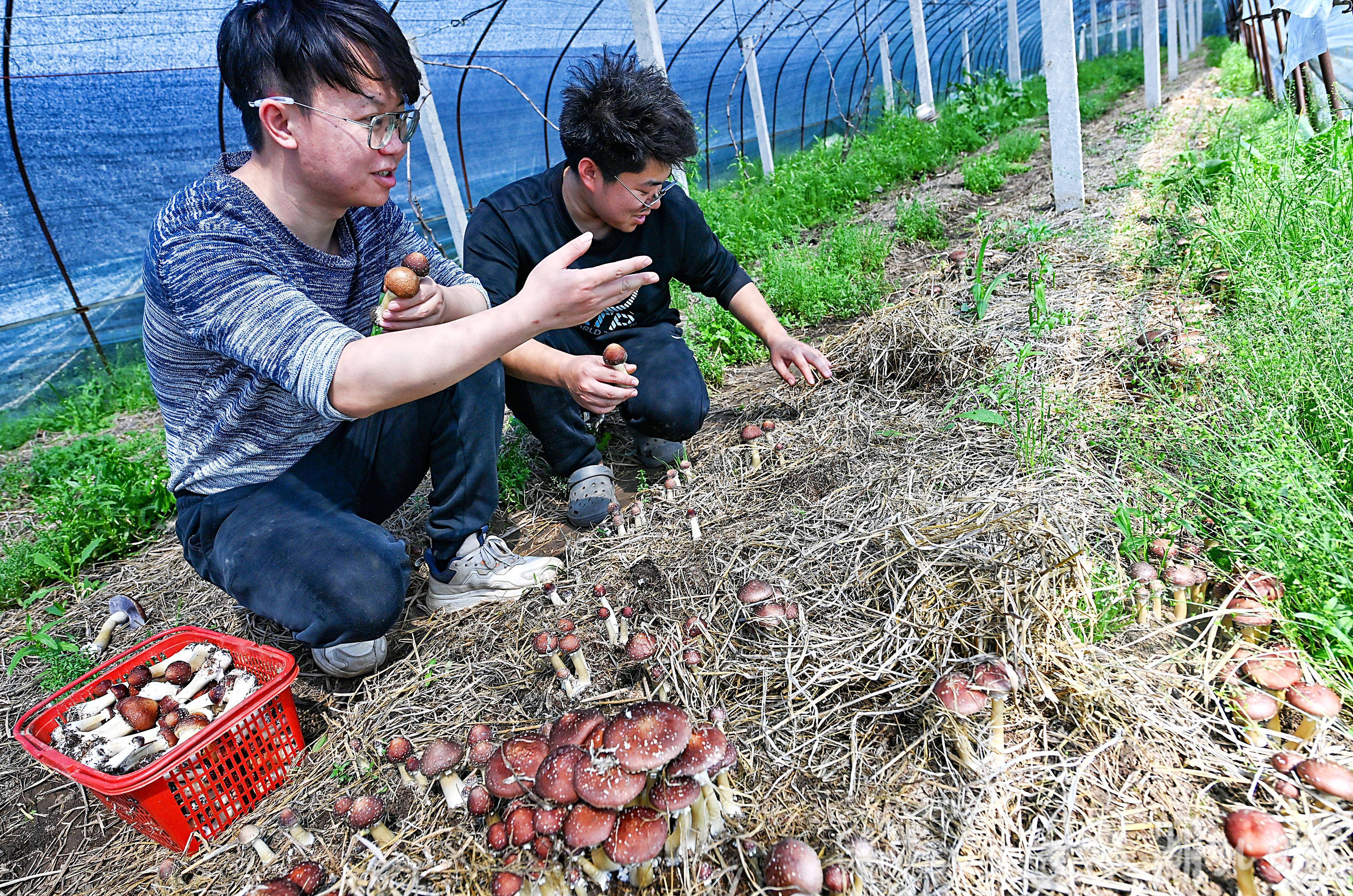 硕士新农人他种的赤松茸占武汉线上市场一半