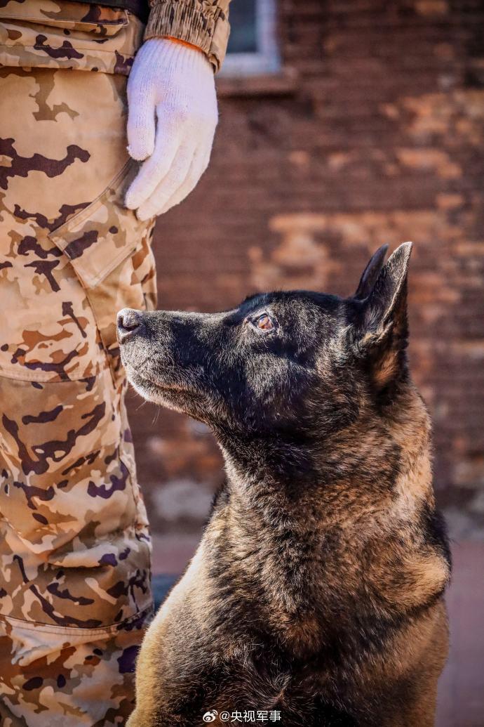 武警警犬基地图片