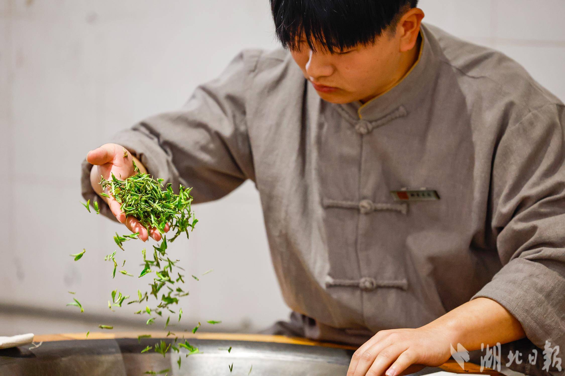 武汉东西湖柏泉茶园春茶开采