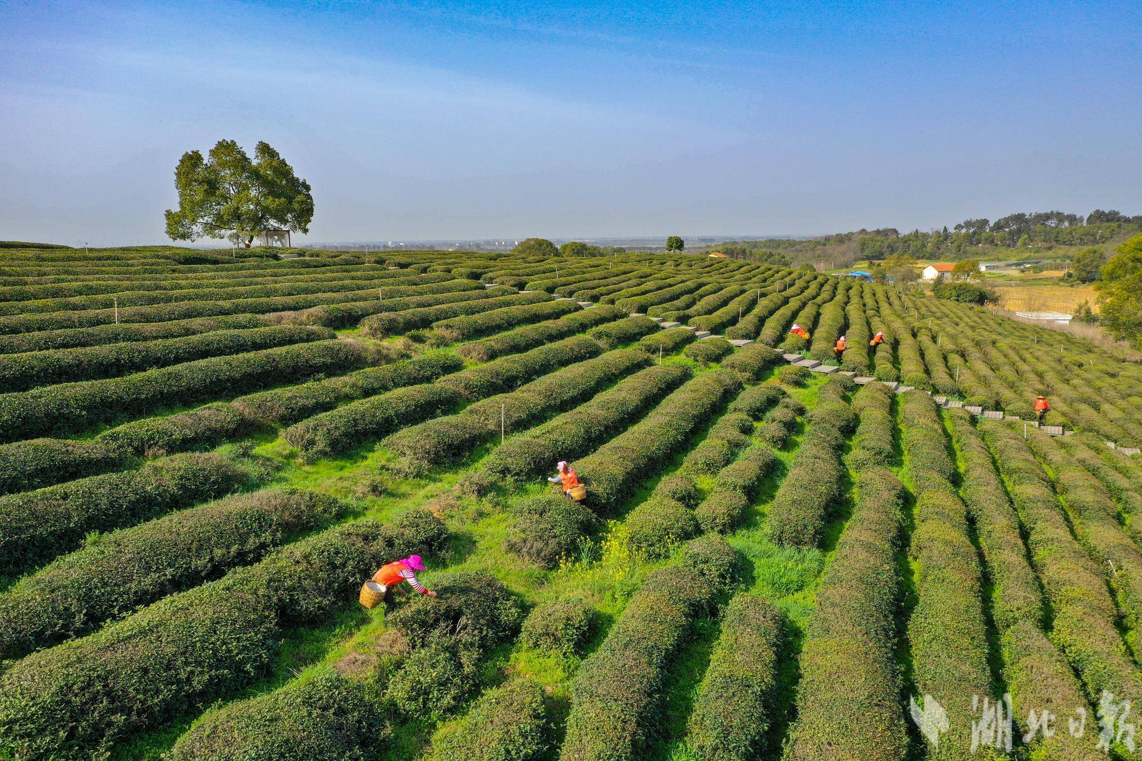 武汉东西湖柏泉茶园春茶开采