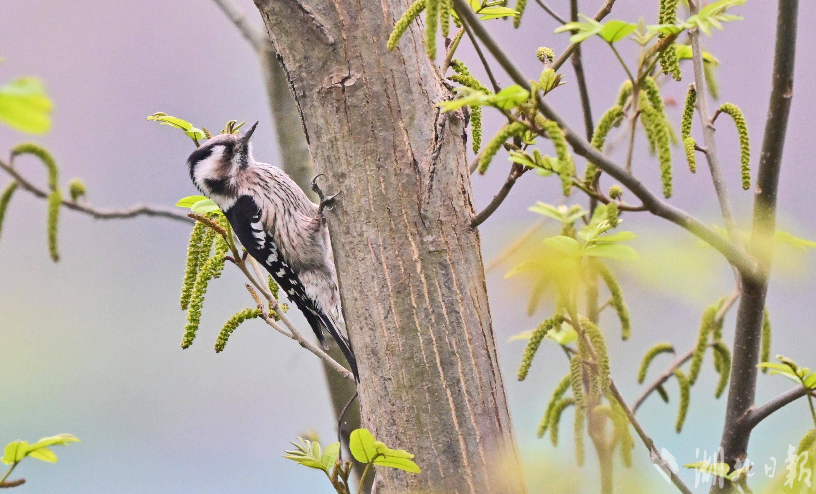 星头啄木鸟现身宜昌长江岸边-荆楚网-湖北日报网