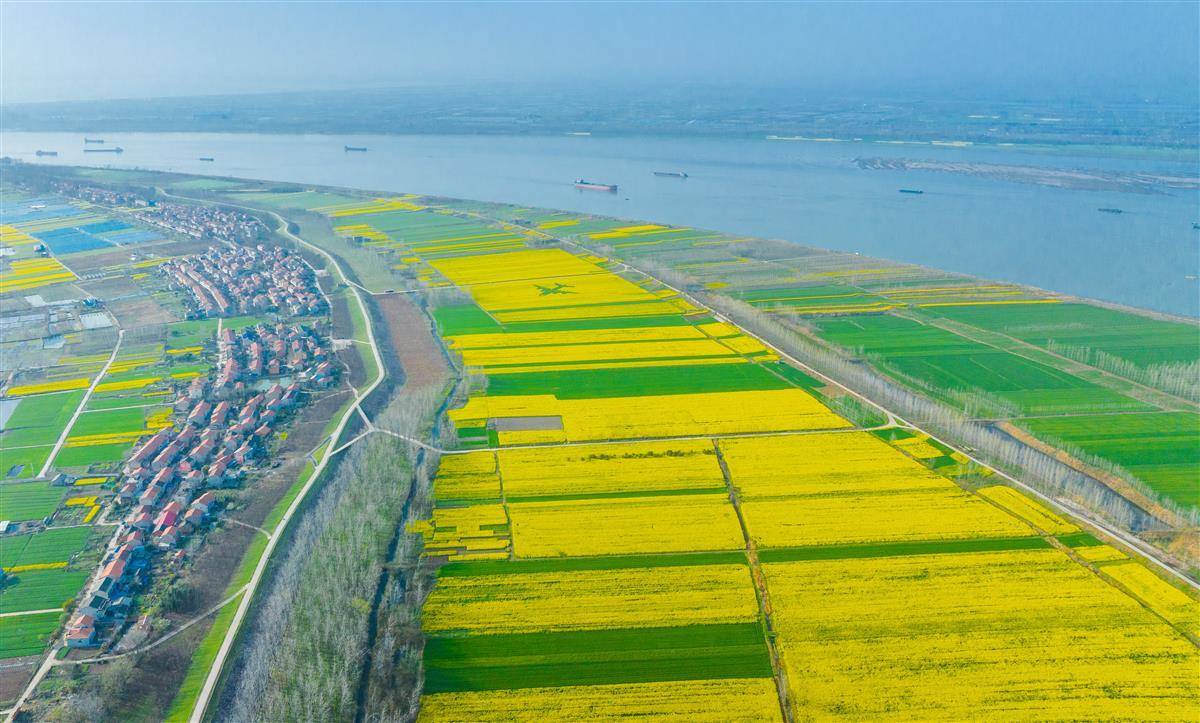 3月19日,鄂州华容区段店镇江滩边万余亩油菜花盛放.