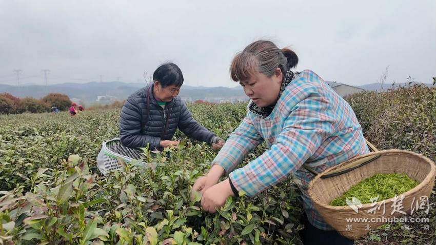 湖北黄茶价格