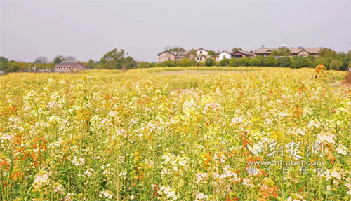 不光有油菜花,春天的江夏繁花似锦,出游正当时.