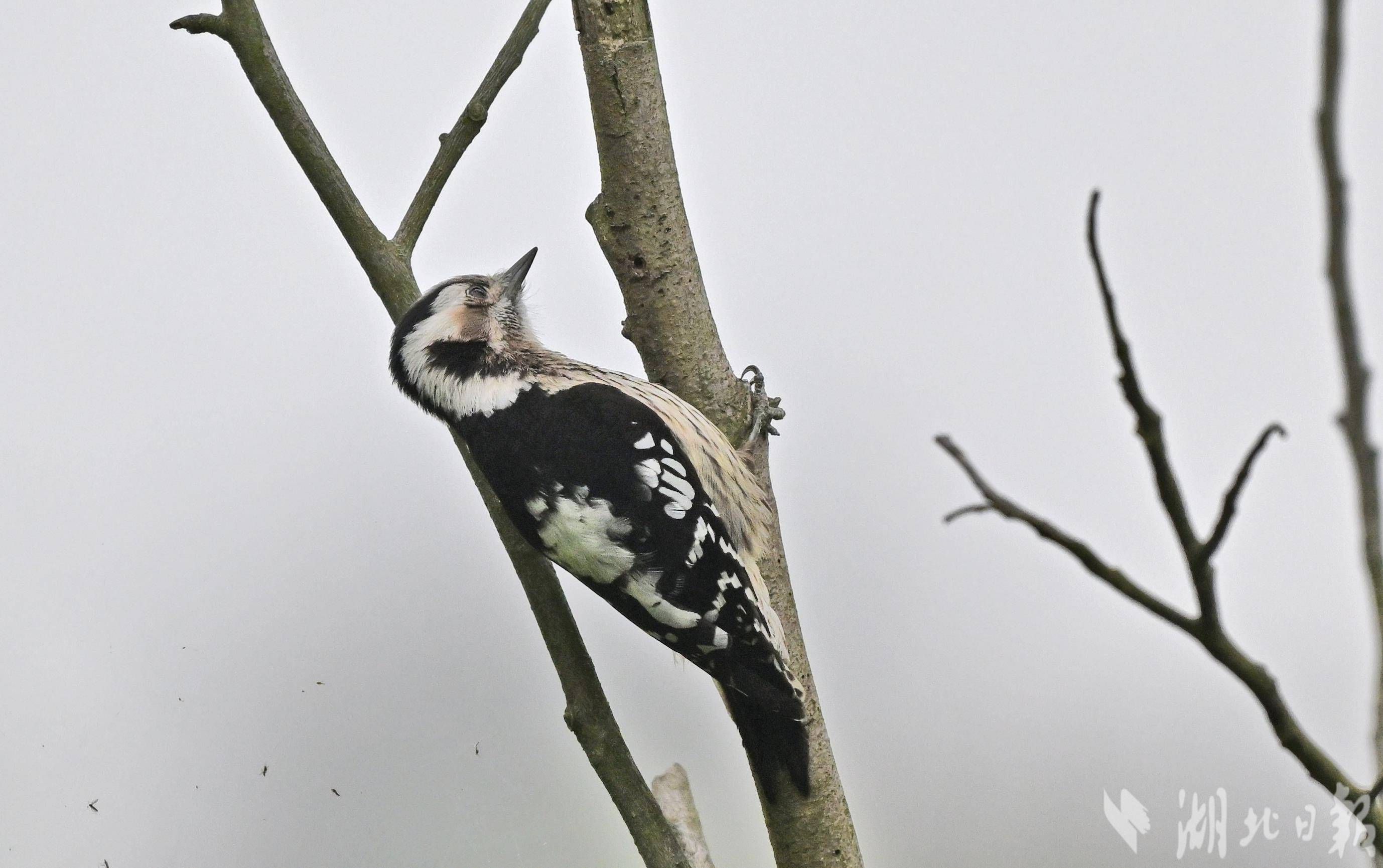 星头啄木鸟现身宜昌长江岸边-荆楚网-湖北日报网