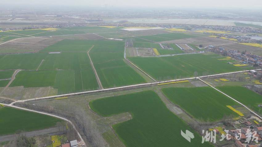 在汉川市沉湖镇,农技专家深入田间地头,现场指导农户科学开展油菜